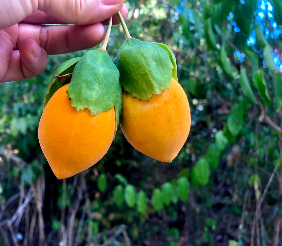 SEEDS Jamaican Passionfruit Lilikoi Water Lemon Jamaica Etsy