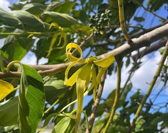 Ylang Ylang Cananga odorata Macassar Oil Perfume Tree Organic Seeds