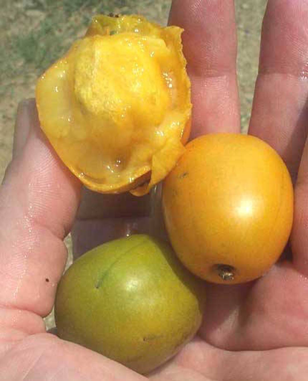 SEEDS Hog Plum Orange Plums Ciruela Non Gmo Organic Etsy