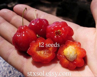 Surinam Cherry - Pitanga Suriname Cayenne Cherries - Organic Seeds Caribbean Tropical Fruit