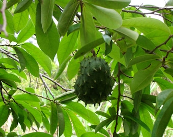 TEA Organic Soursop Leaves Guanabana Graviola Guyabano - Superfood Holistic Treatment