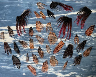 Real Lionfish Fins 30 Fins Pterois volitans Red Lion Fish