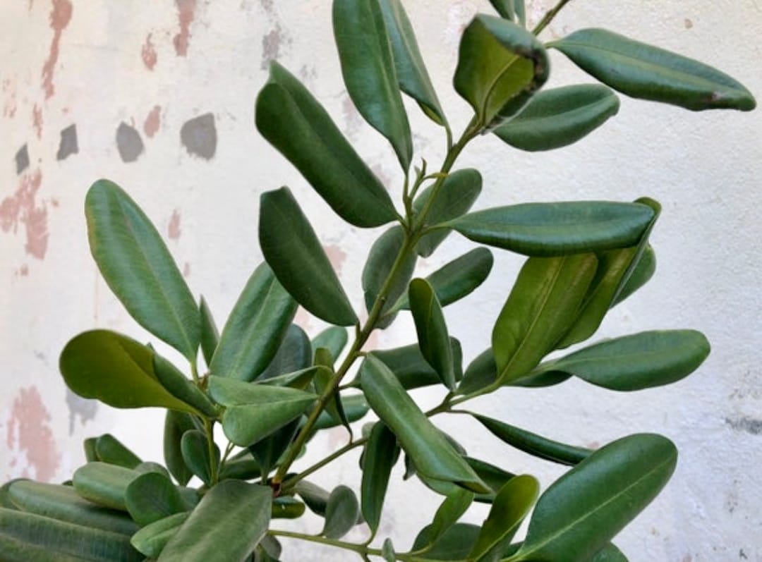 Bay Rum Bush Tea Medicinal Teas Etsy