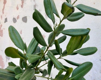 Bay Rum Bush Tea Medicinal Teas