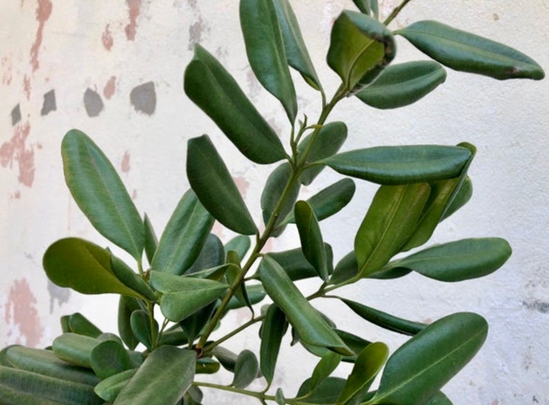 Bay Rum Bush Tea Medicinal Teas Etsy