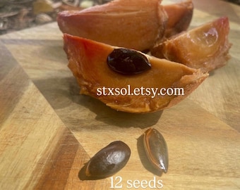 Organic Sapodilla Zapote Seeds - Tropical, Exotic Fruit - Caribbean Seed