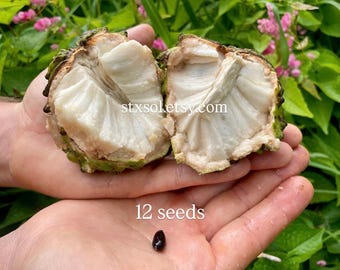 Atemoya Pineapple Sugar Apple Seeds - NON GMO ORGANIC Seed