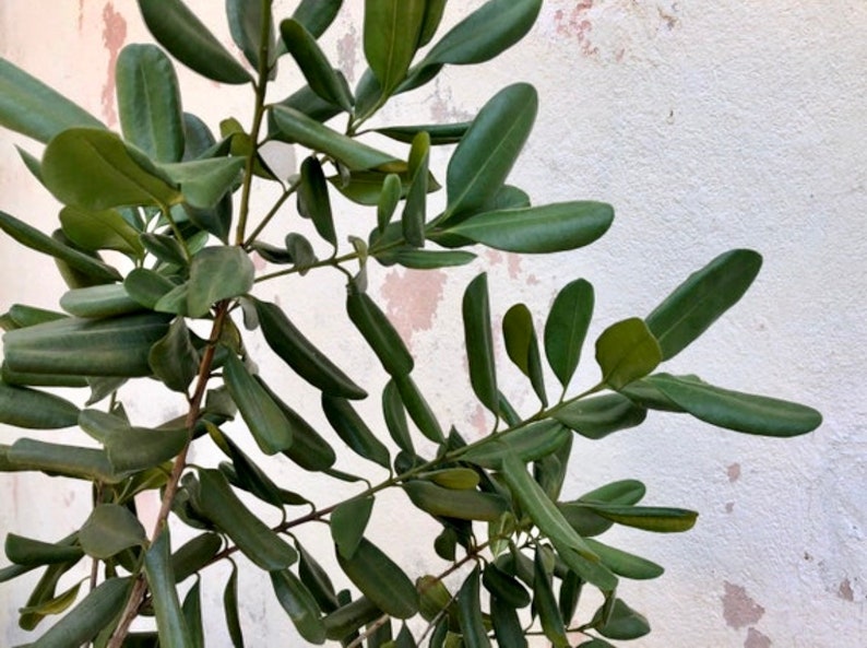 Bay Rum Bush Tea Medicinal Teas Etsy