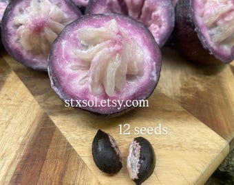 Purple Star Apple Caimito
