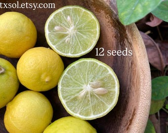 West Indian Limes - Citrus Aurantiifolia - Key Lime, Mexican Lime, Caribbean Lime - 12 Seeds Tropical Fruit