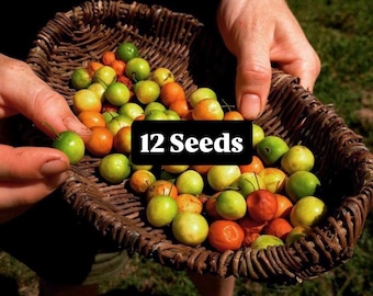 Jojo Plum Pumsurette Jojos Fruit Dums Organic Caribbean Seeds