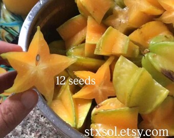 Starfruit Carambola - Tropical Caribbean Fruit Seeds Unsprayed + Untreated