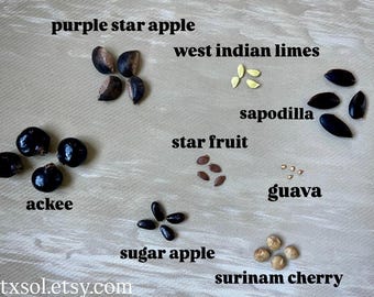Sample Pack!Tropical Caribbean Fruit Ackee, Sapodilla, Guava, Sugar Apple, Purple Star Apple, Surinam, Carambola, Starter Variety Pack Seeds