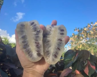SEEDS Superfruit Noni - Great Morinda Cheese Fruit Indian Mulberry Organic Seeds