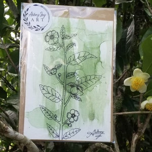 Handgeschilderde aquarel- en pentheekaarten: CAMELLIA SINENSIS