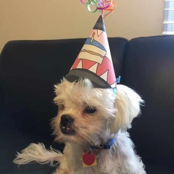 small dog birthday hat
