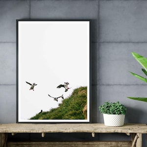 Pulcinelle di mare in volo, stampa artistica da parete in Islanda – Graziosa stampa fotografica di pulcinelle di mare dalla colonia di Hafnarhólmi