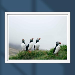 Stampa fotografica di pulcinella di mare islandese – Pulcinelle di mare atlantiche sulle scogliere, arte murale minimalista con animali selvatici