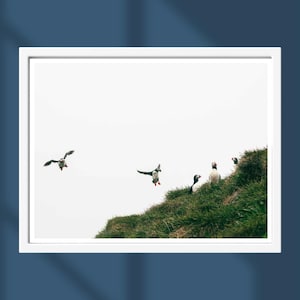 Stampa fotografica minimalista di pulcinella di mare – Arte murale islandese della colonia di pulcinella di mare di Hafnarhólmi – Decorazione moderna con uccelli e natura