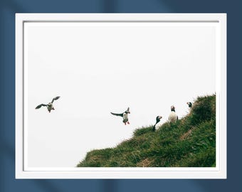Iceland Puffin Photography Print: Minimalist Bird Nature Decor
