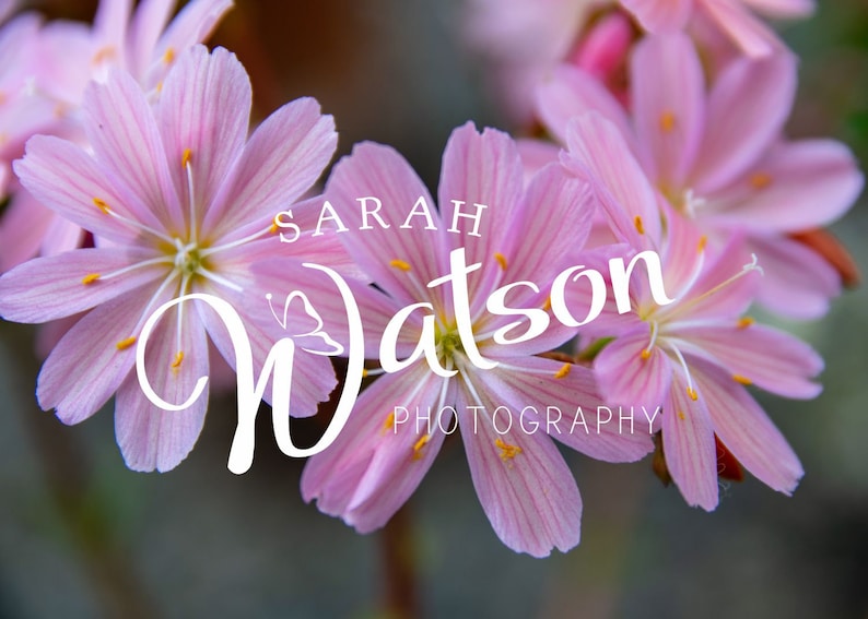 Digital font Sofye font handwritten font hand lettered image 6