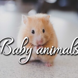 May include: A light brown hamster with black eyes and pink paws. The image has the text "Baby animals" in a cursive font. The hamster is the main subject of the image, set against a blurred background.