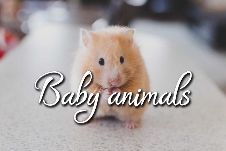 May include: A light brown hamster with black eyes and pink paws. The image has the text "Baby animals" in a cursive font. The hamster is the main subject of the image, set against a blurred background.