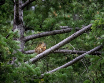 Squirrel Fine Art Photography Print