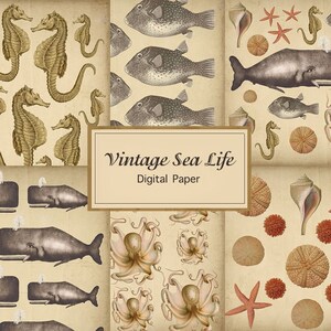 Op de afbeelding: Een digitaal papierpakket met vintage illustraties van zeeleven. Het pakket bevat afbeeldingen van zeepaardjes, kogelvissen, walvissen, inktvissen, zeesterren, schelpen en zee-egels. De tekst "Vintage Sea Life Digital Paper" staat op het papier.