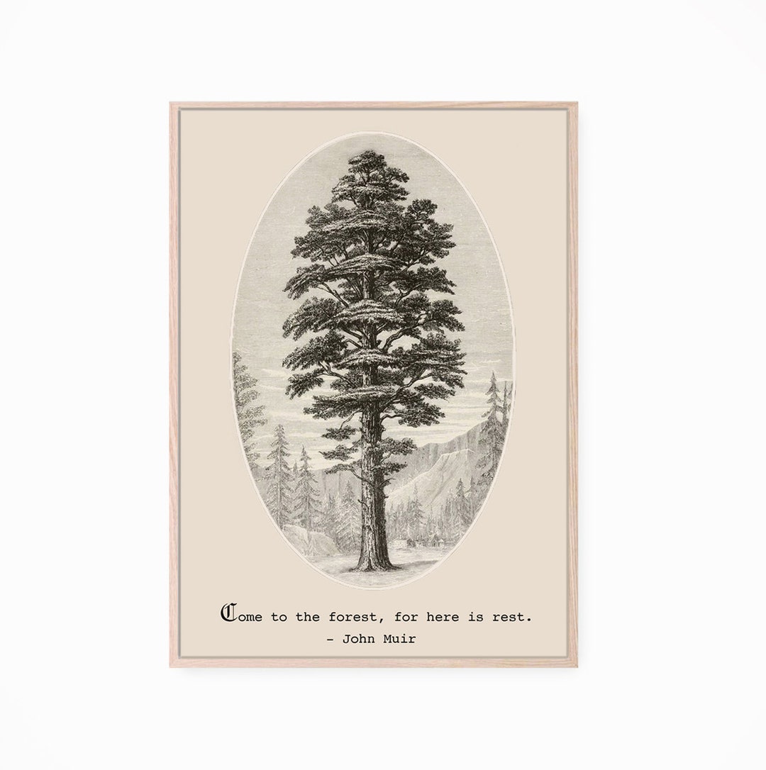 Printable Instant Download, Redwood John Muir Quote Vintage Print, Nature  Gifts, Sequoia, Tree Art, Come to the Forest for Here is Rest - Etsy, image size:1080x1086