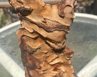 Florida Cypress Knee 15.5”