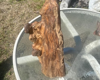 Florida Cypress Knee 14”
