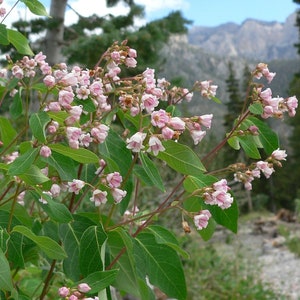 Dogbane Hemp