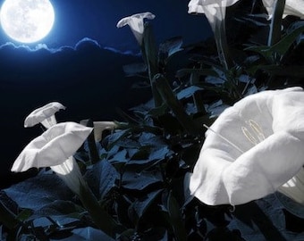 Datura Inoxia - Moon Flower (white)