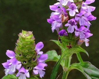 Purple Giant Hyssop