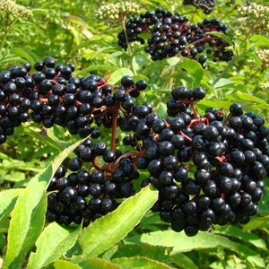 Sambucus Nigra- Black Elderberry