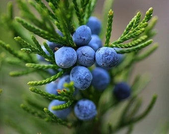 Gin - Juniper Berries Seed Packet