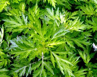 Mugwort