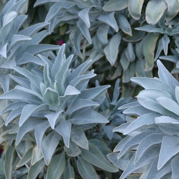 Sacred White Sage Seeds