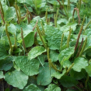 Broadleaf plantain