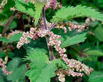 Stinging Nettle Seed Packet