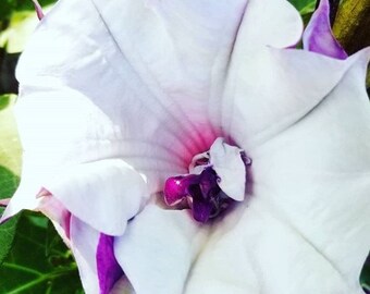 Double Black Currant Datura