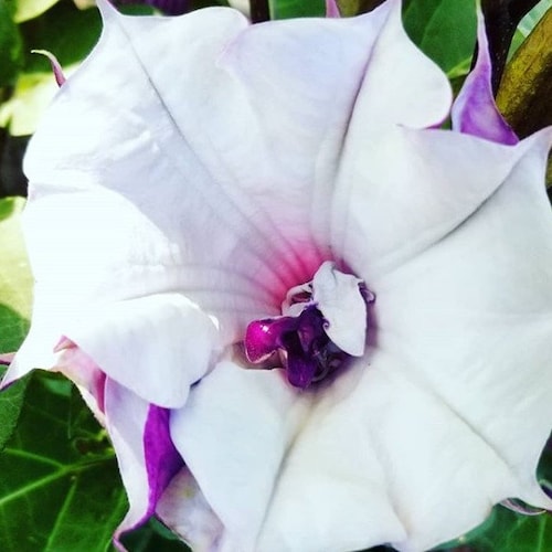 Datura Seeds Black Currant Swirl Double Flower 25 Seeds Angels - Etsy