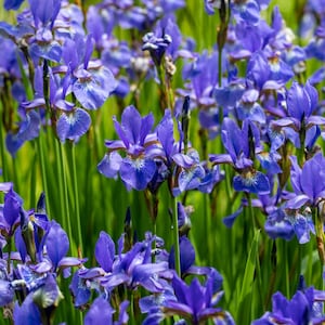 Wild Blue - Iris Seed Packet