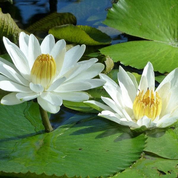 Egyptian White Water Lily
