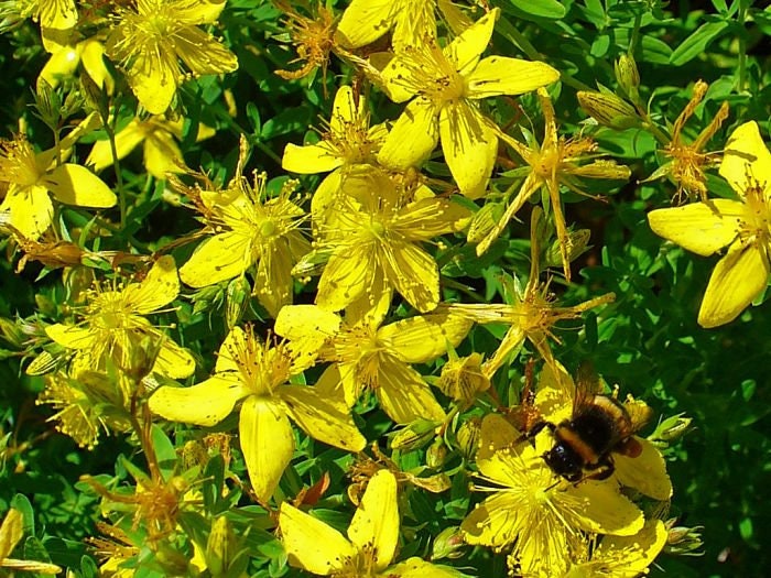 Where Can I Buy St John's Wort Greater St. John's Wort Seeds | Etsy