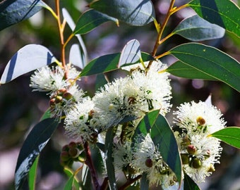 Semillas de eucalipto azul de Tasmania