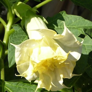 Double Yellow Datura - Moon Flower