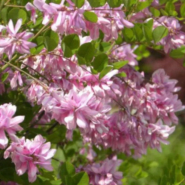 Indigo Bush Seed Packet