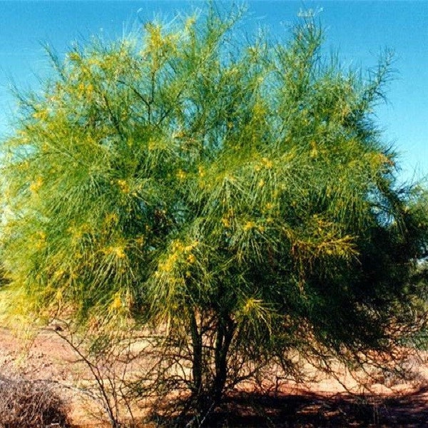 Palo Verde Tree